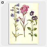 1-11_Maria-Sibylla-Merian_picture-crop