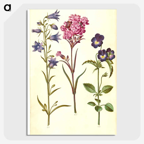 1-11_Maria-Sibylla-Merian_picture-crop
