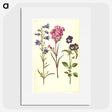 1-11_Maria-Sibylla-Merian_picture