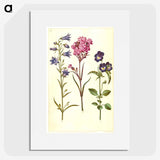 1-11_Maria-Sibylla-Merian_picture