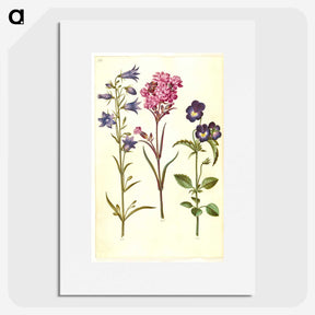 1-11_Maria-Sibylla-Merian_picture