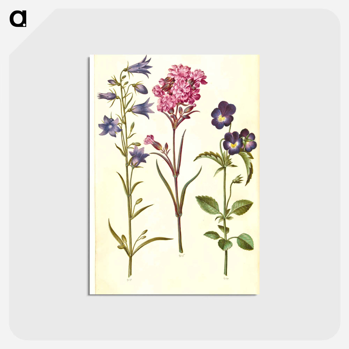 アートポストカード-Campanula, Silene, and Viola
 - マリア ジビーラ メーリアン Postcard.