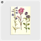 アートポストカード-Campanula, Silene, and Viola
 - マリア ジビーラ メーリアン Postcard.