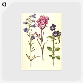 1-11_Maria-Sibylla-Merian_postcard
