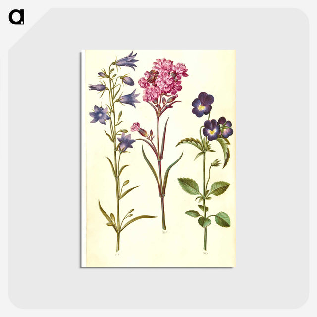 1-11_Maria-Sibylla-Merian_postcard