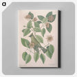 1-11_Mark-Catesby_canvas