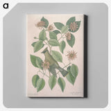 1-11_Mark-Catesby_canvas