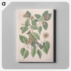 1-11_Mark-Catesby_canvas
