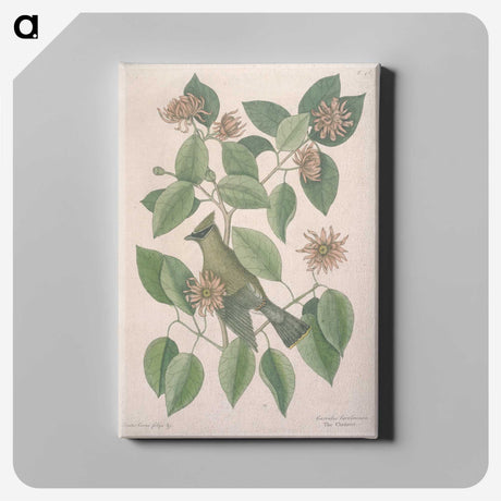 1-11_Mark-Catesby_canvas
