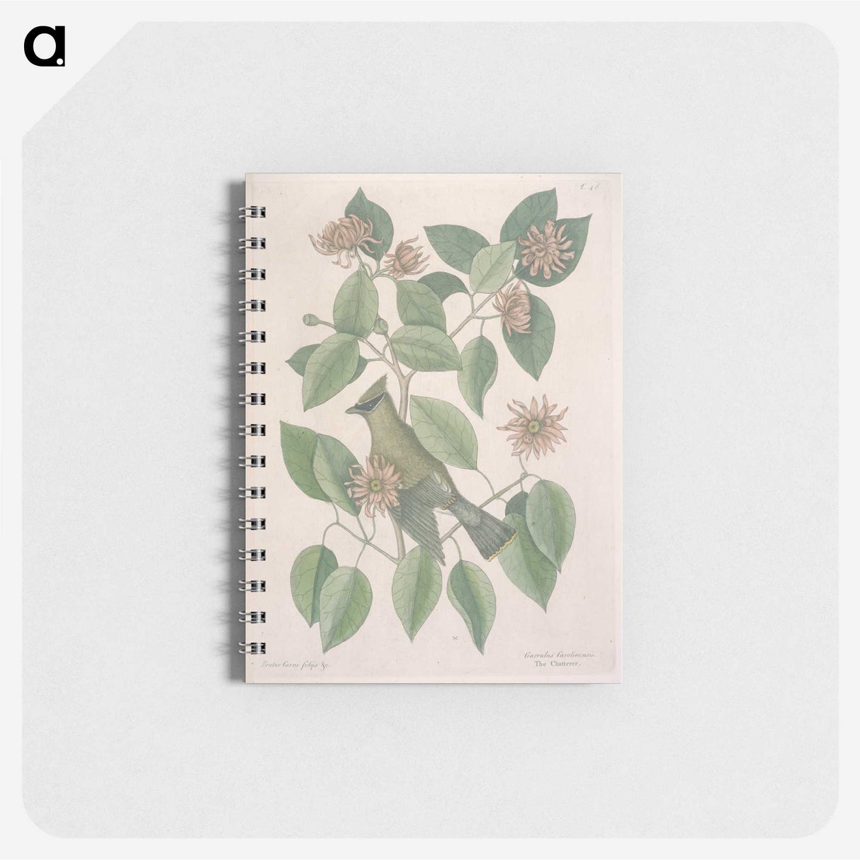 1-11_Mark-Catesby_memo