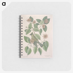 1-11_Mark-Catesby_memo