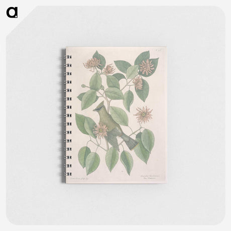 1-11_Mark-Catesby_memo
