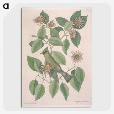1-11_Mark-Catesby_picture-crop