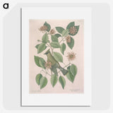 1-11_Mark-Catesby_picture