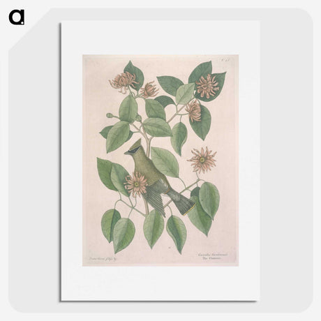 1-11_Mark-Catesby_picture