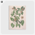 1-11_Mark-Catesby_postcard