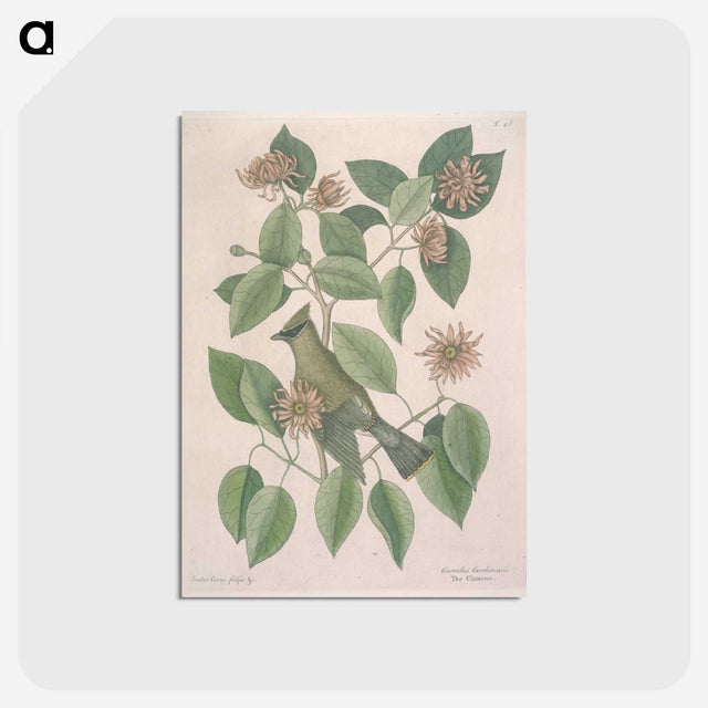 1-11_Mark-Catesby_postcard