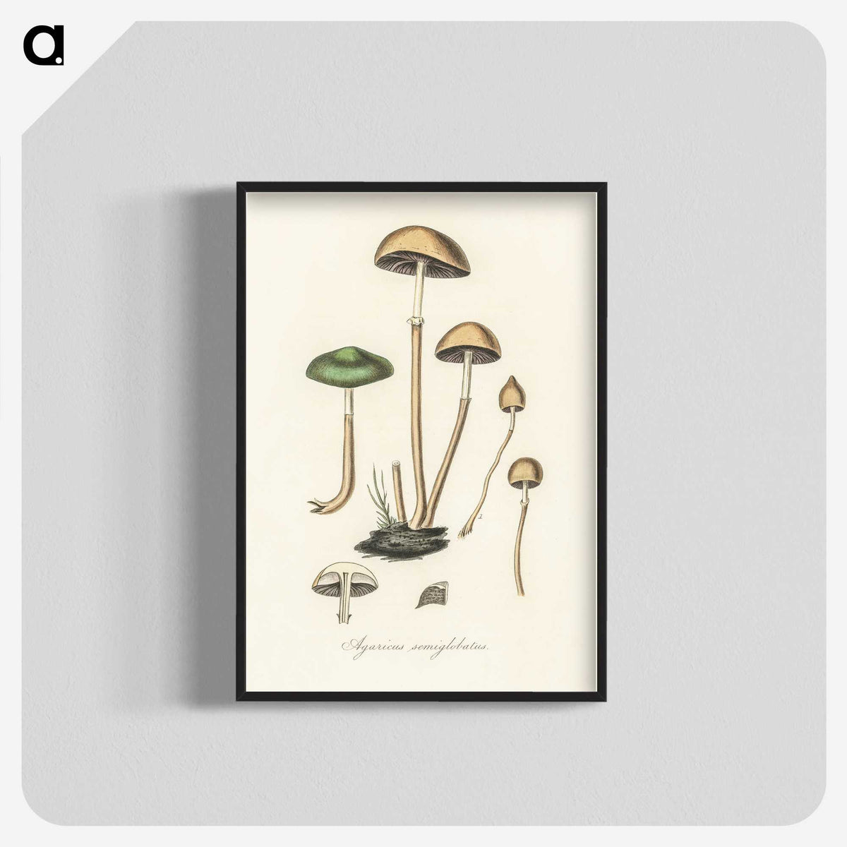 1-11_Medical-Botany_blk-crop