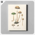 アートパネル-Agaricus semiglobatus Illustration
 - 薬用植物学 Canvas.