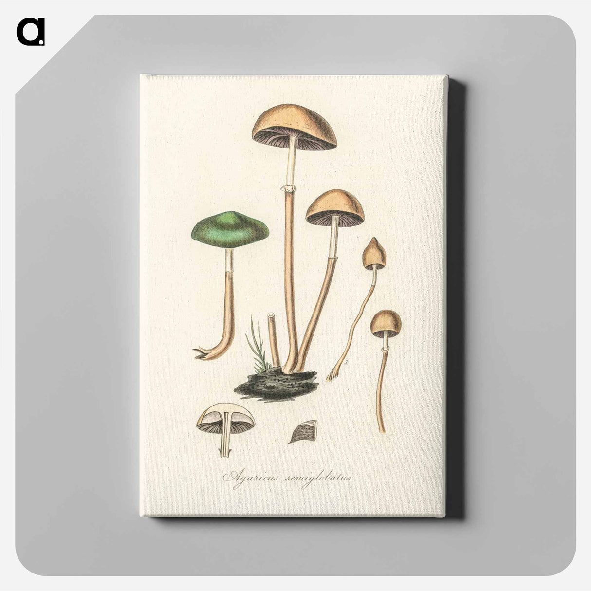 アートパネル-Agaricus semiglobatus Illustration
 - 薬用植物学 Canvas.