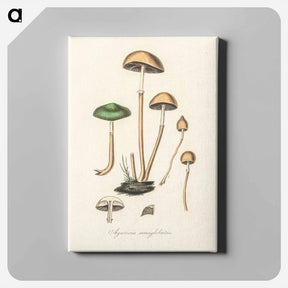 アートパネル-Agaricus semiglobatus Illustration
 - 薬用植物学 Canvas.