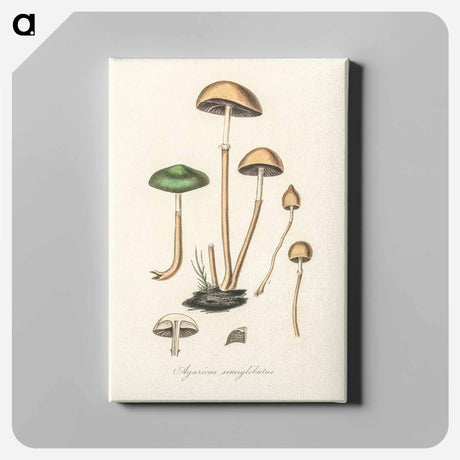 アートパネル-Agaricus semiglobatus Illustration
 - 薬用植物学 Canvas.