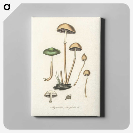 1-11_Medical-Botany_canvas
