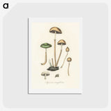 1-11_Medical-Botany_hagaki