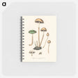 アートメモ帳-Agaricus semiglobatus Illustration
 - 薬用植物学 Memo.