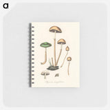 アートメモ帳-Agaricus semiglobatus Illustration
 - 薬用植物学 Memo.