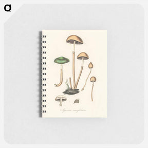 アートメモ帳-Agaricus semiglobatus Illustration
 - 薬用植物学 Memo.