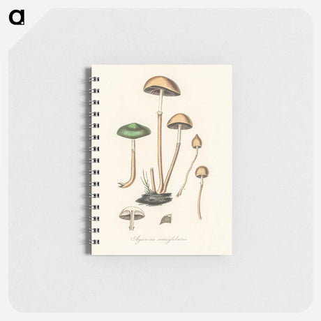 アートメモ帳-Agaricus semiglobatus Illustration
 - 薬用植物学 Memo.