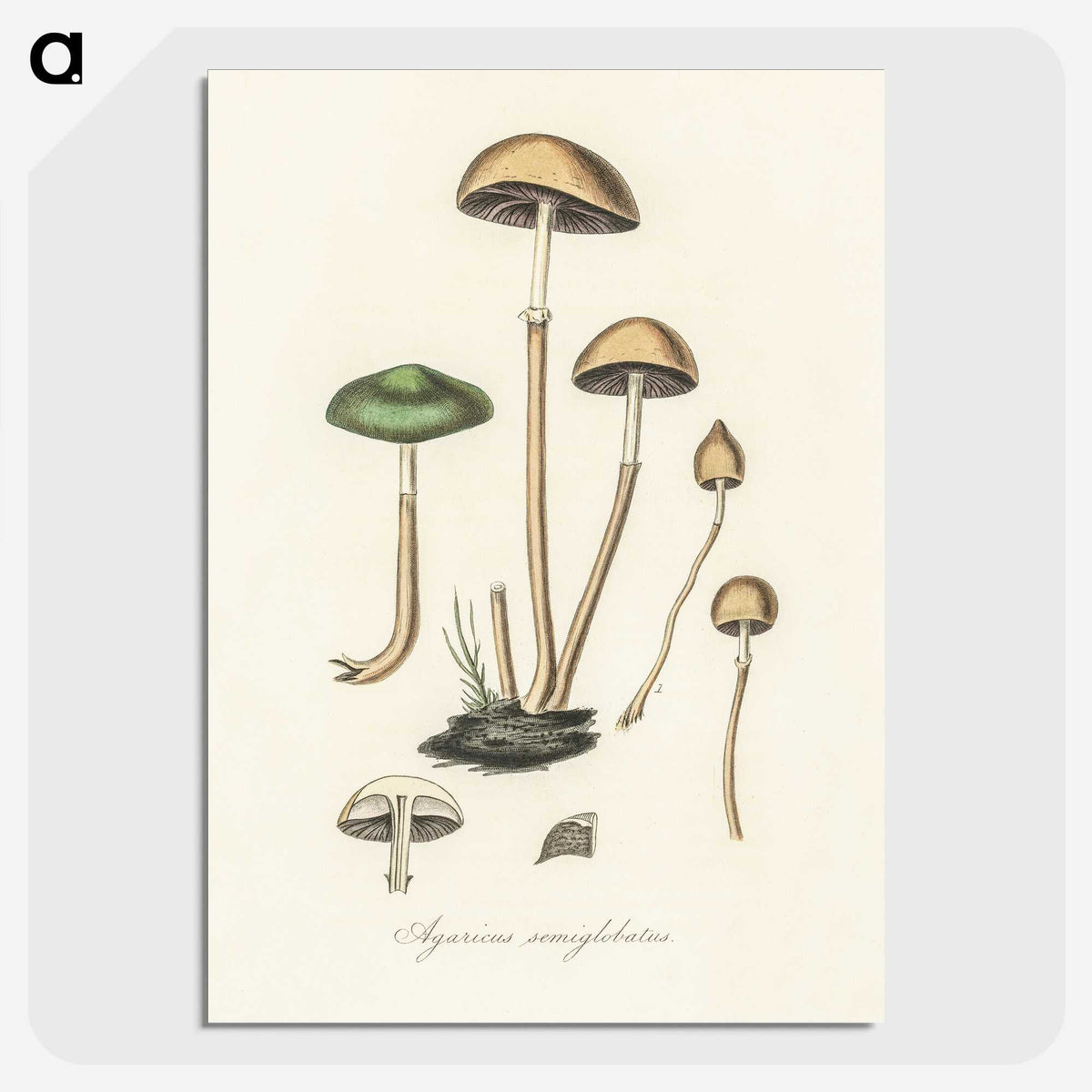 1-11_Medical-Botany_picture-crop