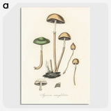 1-11_Medical-Botany_picture-crop