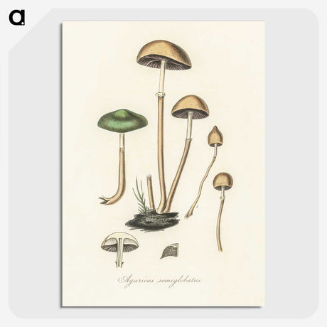 1-11_Medical-Botany_picture-crop
