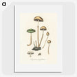 1-11_Medical-Botany_picture