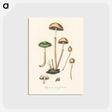 アートポストカード-Agaricus semiglobatus Illustration
 - 薬用植物学 Postcard.