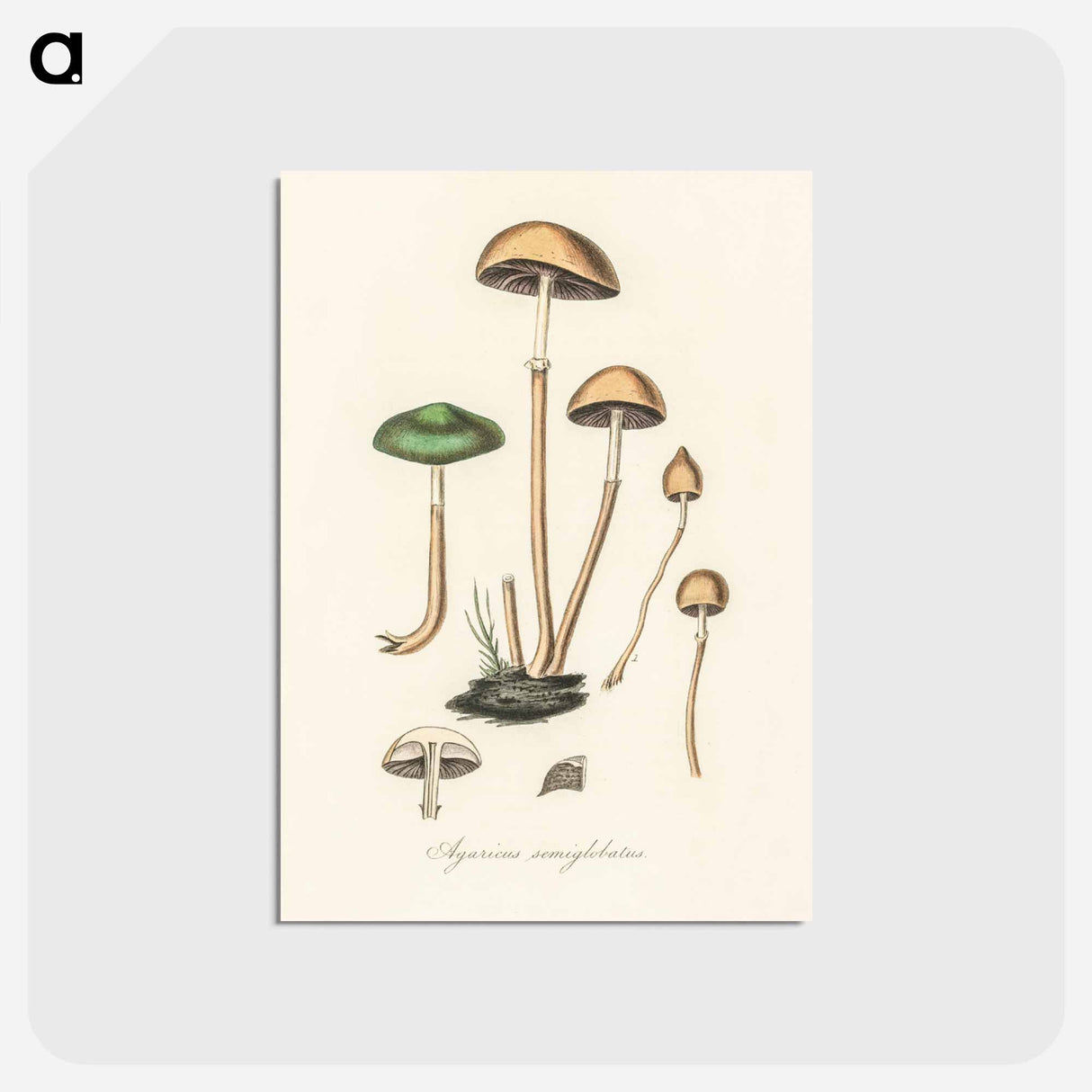 アートポストカード-Agaricus semiglobatus Illustration
 - 薬用植物学 Postcard.