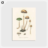 アートポストカード-Agaricus semiglobatus Illustration
 - 薬用植物学 Postcard.