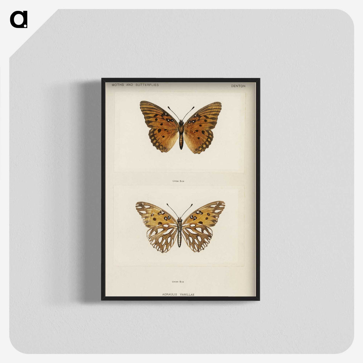 1-11_Moths-and-Butterflies-of-the-United-States_blk-crop