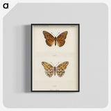1-11_Moths-and-Butterflies-of-the-United-States_blk-crop