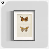 1-11_Moths-and-Butterflies-of-the-United-States_blk