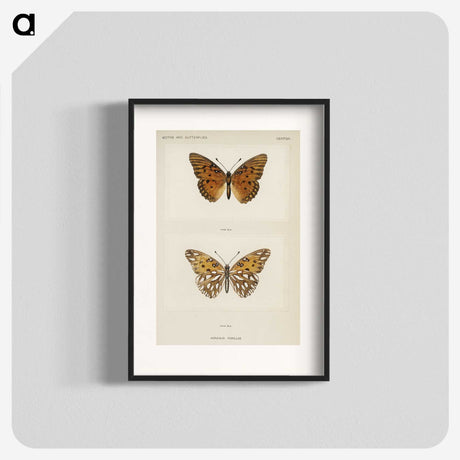 1-11_Moths-and-Butterflies-of-the-United-States_blk