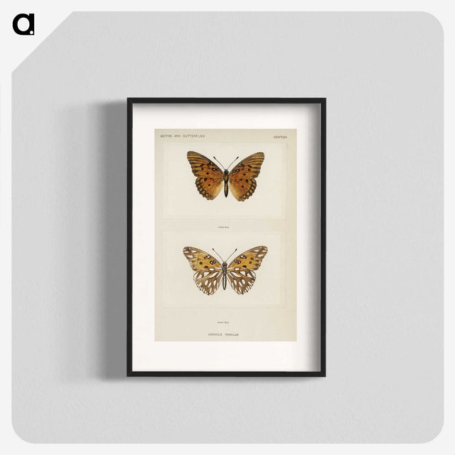 1-11_Moths-and-Butterflies-of-the-United-States_blk