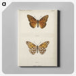 1-11_Moths-and-Butterflies-of-the-United-States_canvas