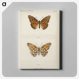 1-11_Moths-and-Butterflies-of-the-United-States_canvas