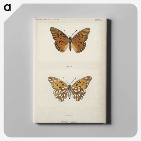 1-11_Moths-and-Butterflies-of-the-United-States_canvas
