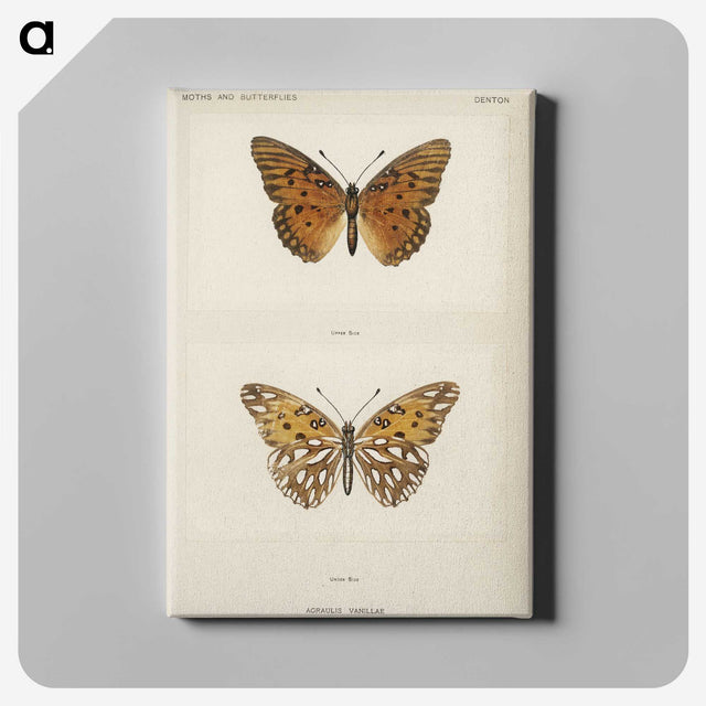 1-11_Moths-and-Butterflies-of-the-United-States_canvas