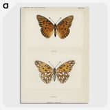 1-11_Moths-and-Butterflies-of-the-United-States_picture-crop