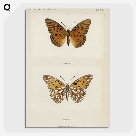 1-11_Moths-and-Butterflies-of-the-United-States_picture-crop